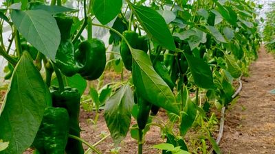 Grüne Paprika
