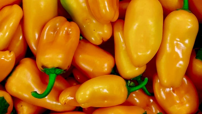 Snack-Paprika, 250g (Flynn, nachbaufähig)