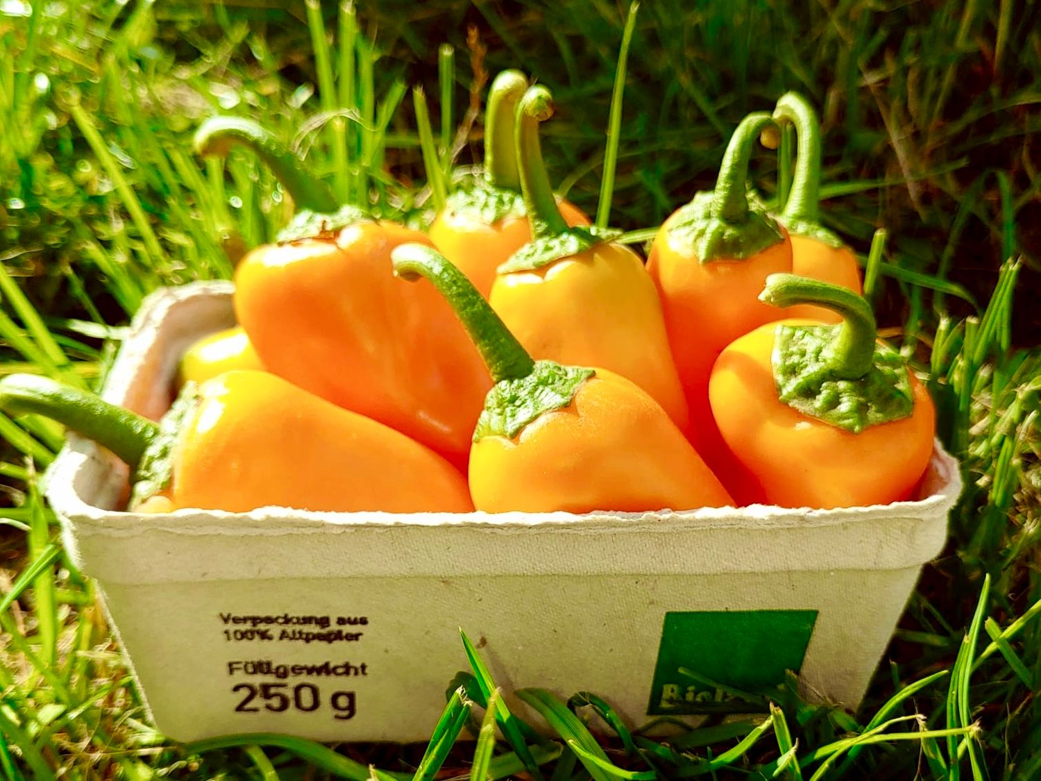 Snack-Paprika, 250g (Flynn, nachbaufähig) Snack-Paprika, 250g (Flynn, nachbaufähig)