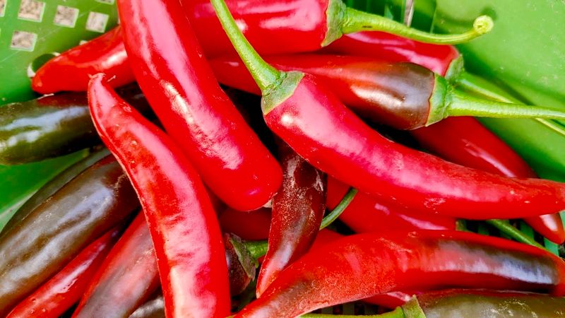 Cayenne-Chili (Daredevil, mittelscharf) Cayenne-Chili (Daredevil, mittelscharf)