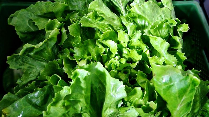 Salat Endivien Salat Endivien