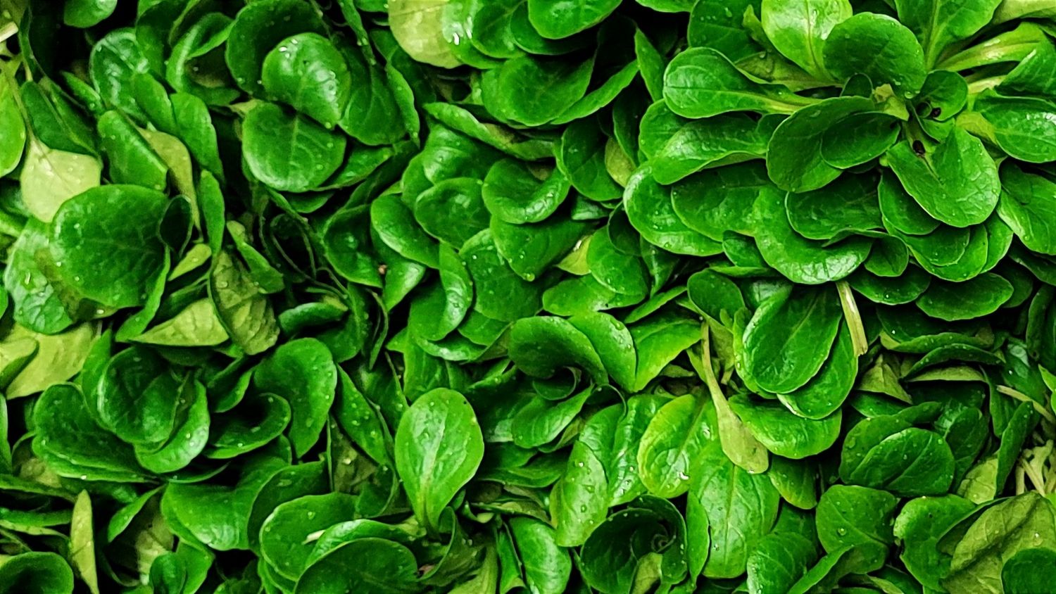 Feldsalat, 100g Feldsalat, 100g