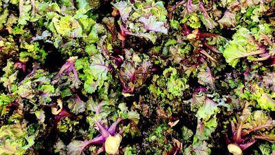 Flower-Sprouts Flower-Sprouts