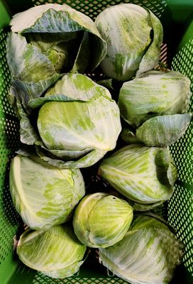 Weißkohl