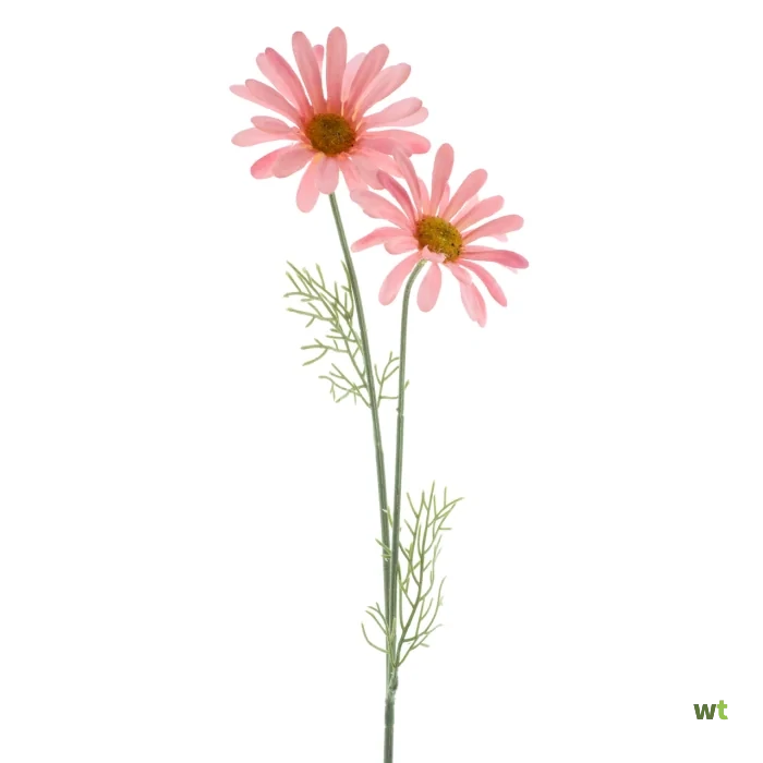 DAISY CORDOBA SPRAY 1PC PINK