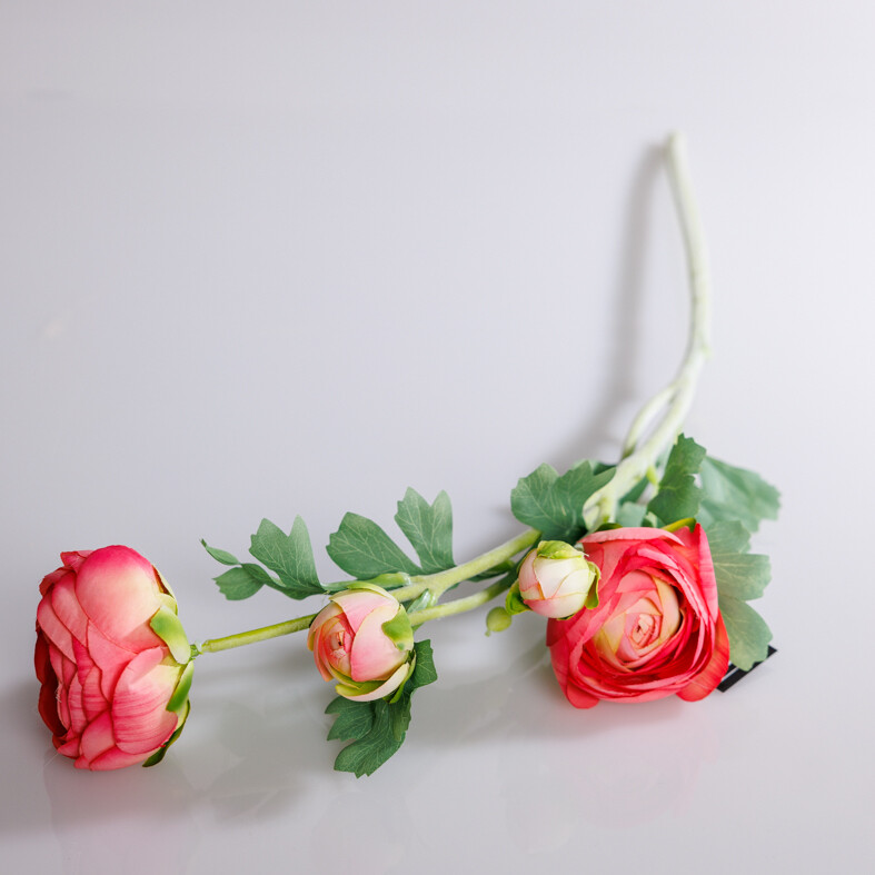 Ranunculus L d.roze