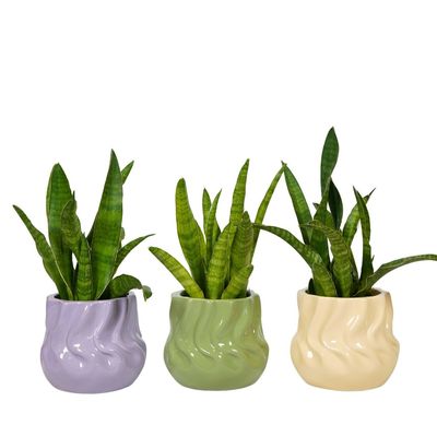 Potjes met plantjes