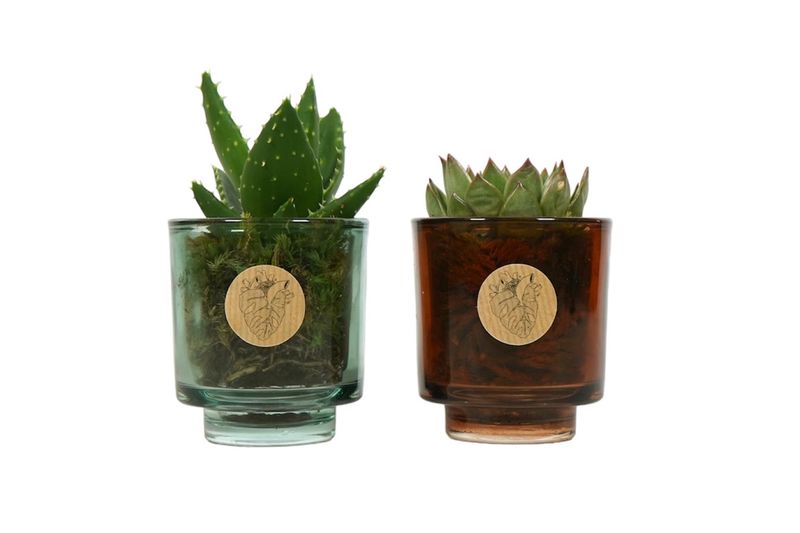 Mini Succulents in luxury glass vase/thealight holder