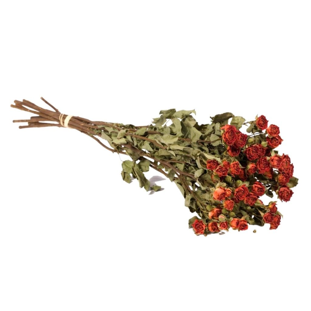 Dried Flowers - Spray Roses Natural