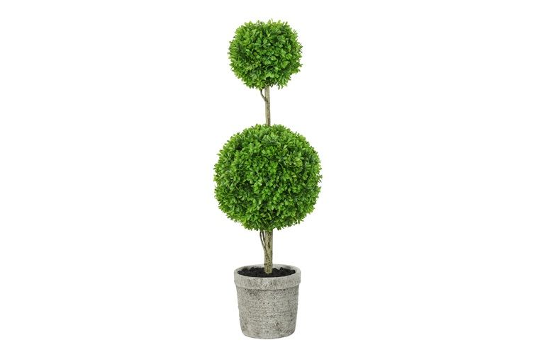 Buxaceae S groen-L15B15H78CM