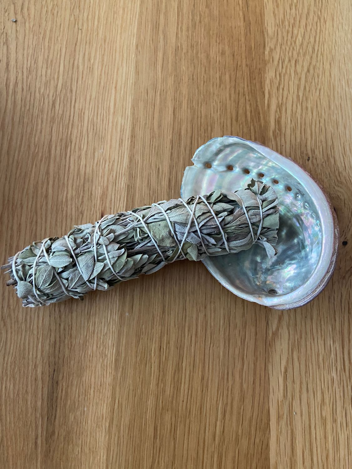 Ormal shell van Franse oorsprong diameter 9-11 cm