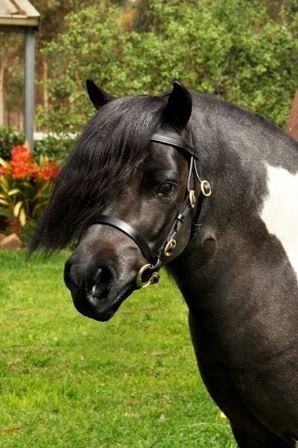 PP Leather Bitted Lead In Bridle