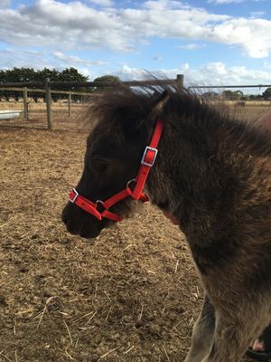 Halters