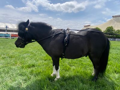 Harness