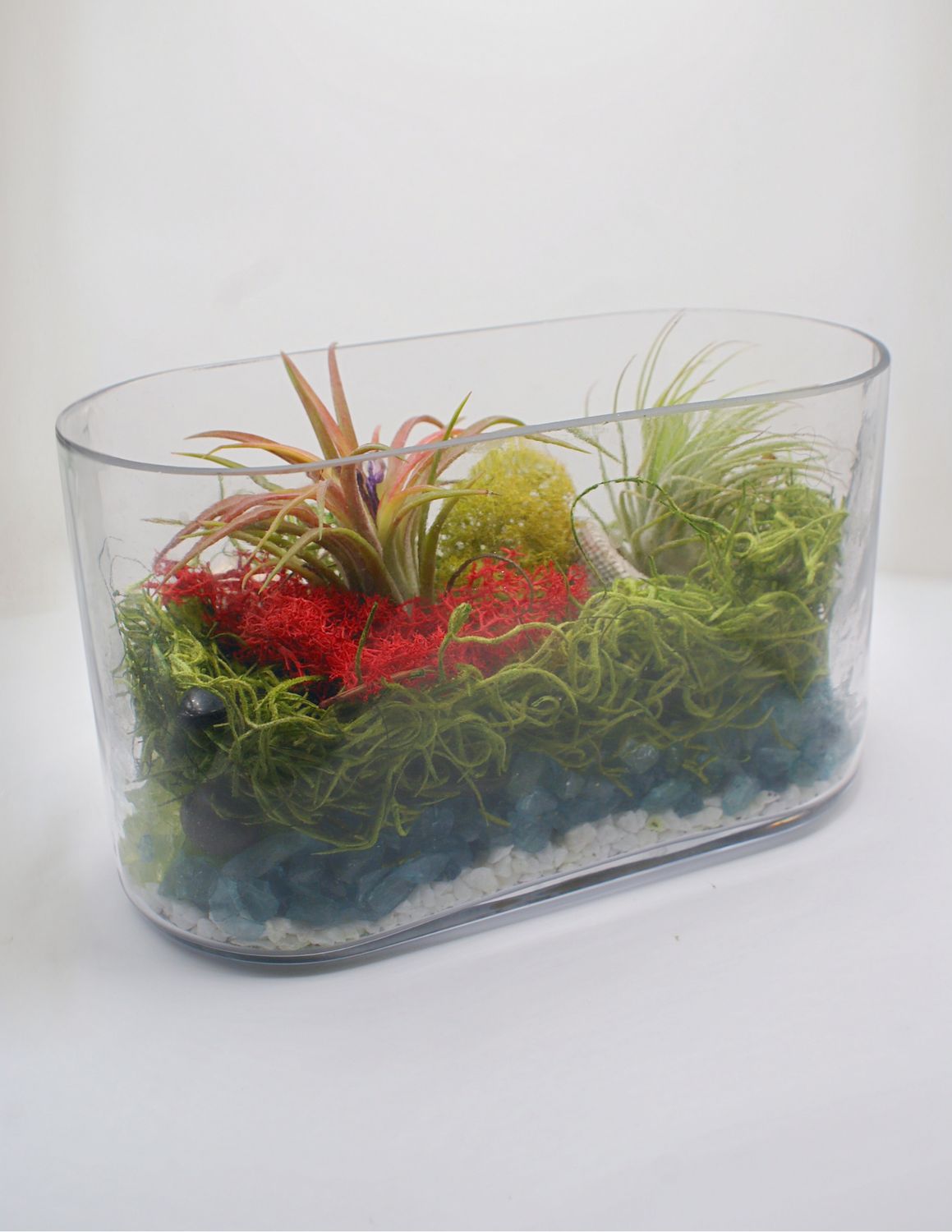 Air Plant Decoration