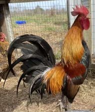 Indonesian Laughing Rooster (Ayam Ketawa)