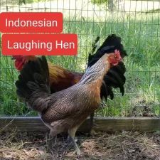 Indonesian Laughing Pair (Ayam Ketawa)