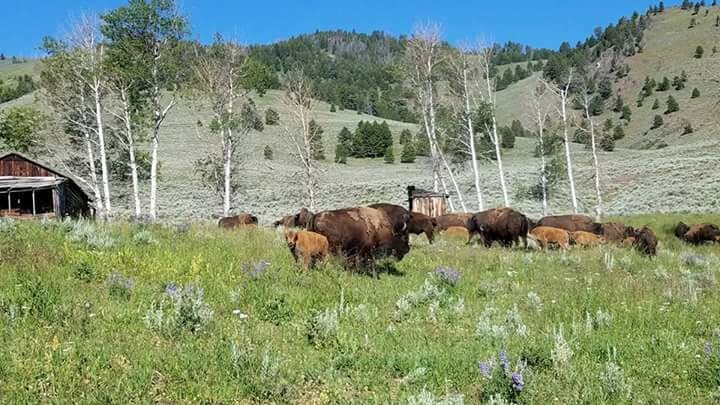 Bison & Beef Basic Combo - average 30 lbs - approx. 15 lbs of beef and 15 lbs of bison
