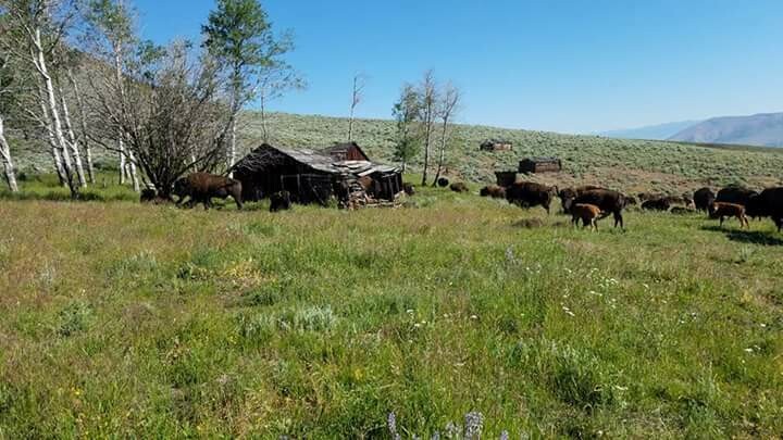 Bison & Beef Small 1/2 & 1/2 Combo - average 20 lbs - approx. 10 lbs of beef and 10 lbs of bison