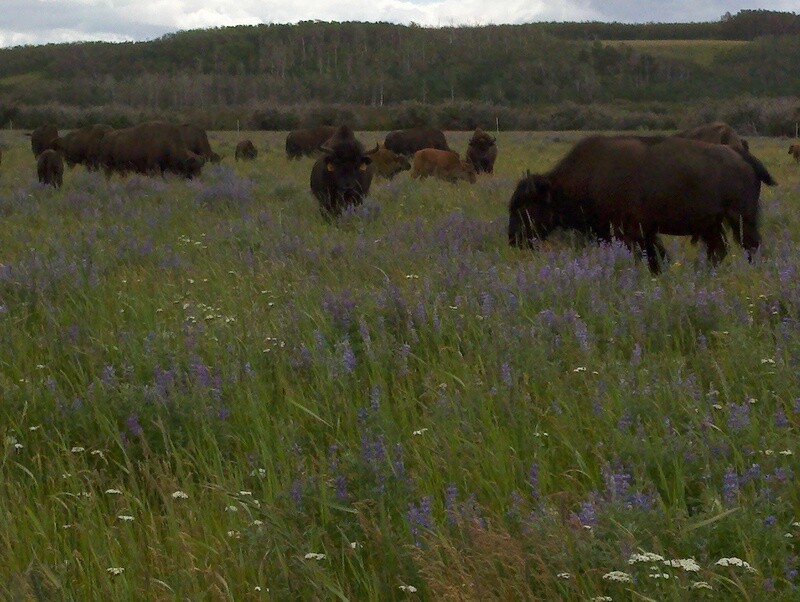 Premium Ground Bison - 25 lbs