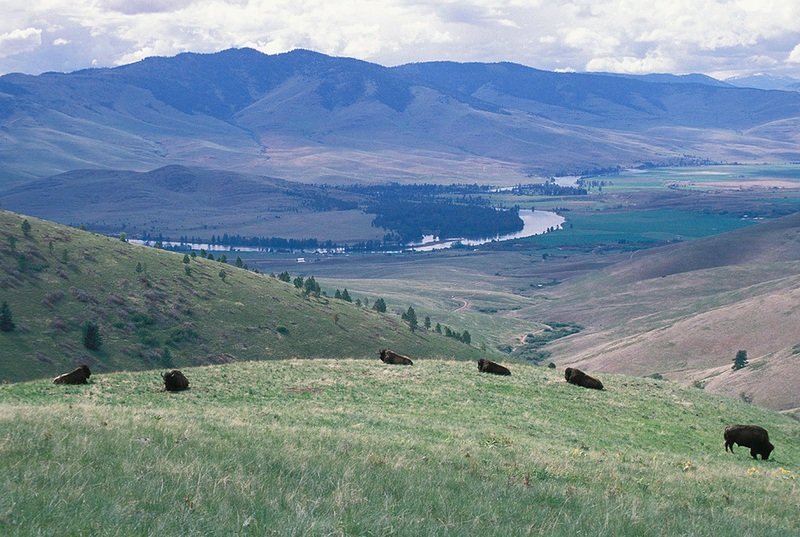 Bison Half  - (this is your deposit)