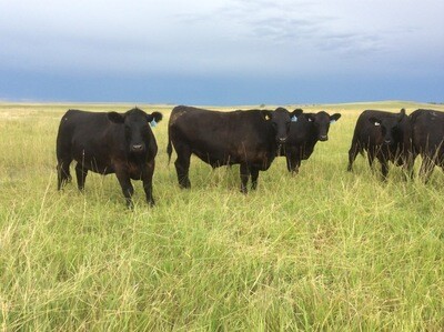 Beef Mini Bundle - average 10 lbs