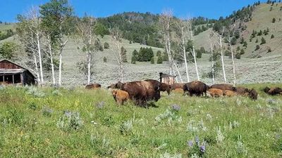Bison & Beef Basic Combo - average 30 lbs - approx. 15 lbs of beef and 15 lbs of bison Bison & Beef Basic Combo - average 30 lbs - approx. 15 lbs of beef and 15 lbs of bison