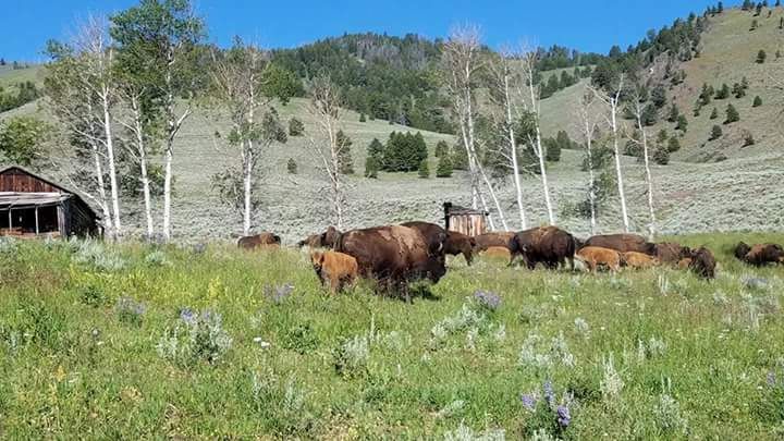 Bison & Beef Basic Combo - average 30 lbs - approx. 15 lbs of beef and 15 lbs of bison