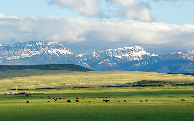 Beef Quarter (this is your deposit)