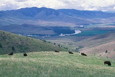 Bison Half - (this is your deposit) Bison Half - (this is your deposit)