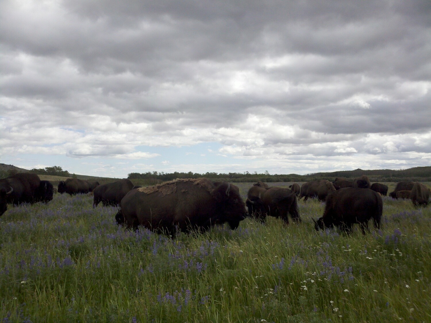 Bison Basic Bundle - average 30 lbs Bison Basic Bundle - average 30 lbs