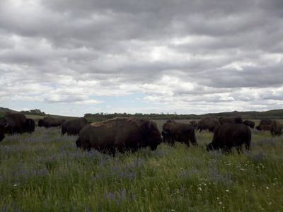 Bison Basic Bundle - average 30 lbs Bison Basic Bundle - average 30 lbs