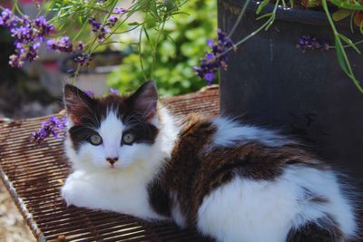Pet Photography Session