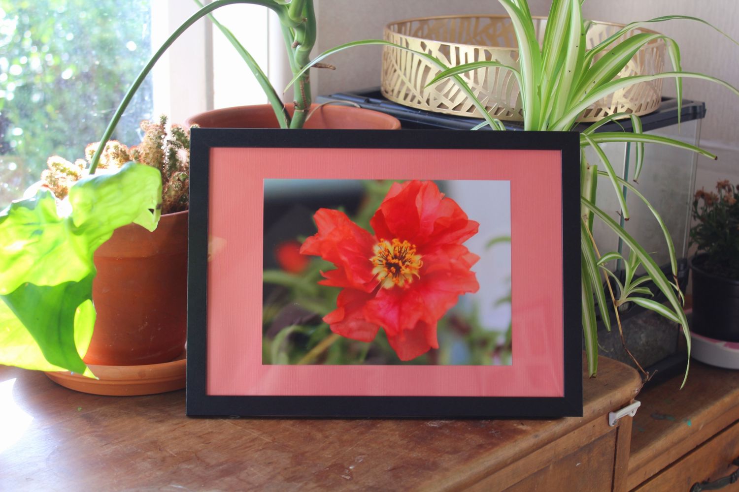 Portulaca Grandiflora | Moss Rose Framed A5 Photography Print