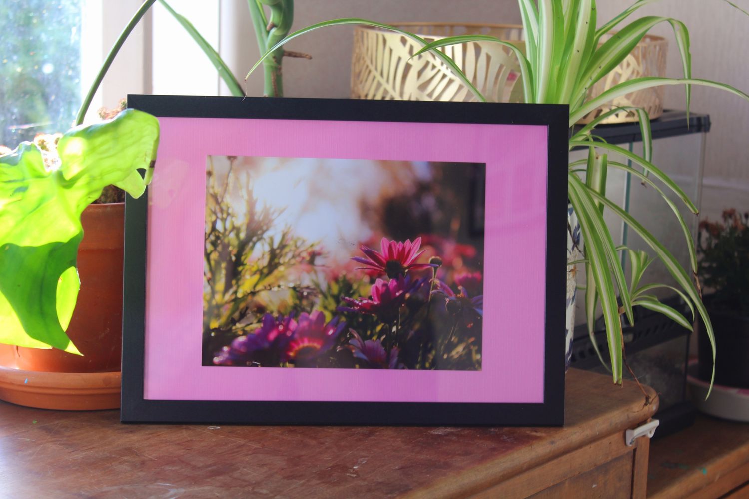 Pink African Daisy | Osteospermum fruticosum Framed A5 Photography Print