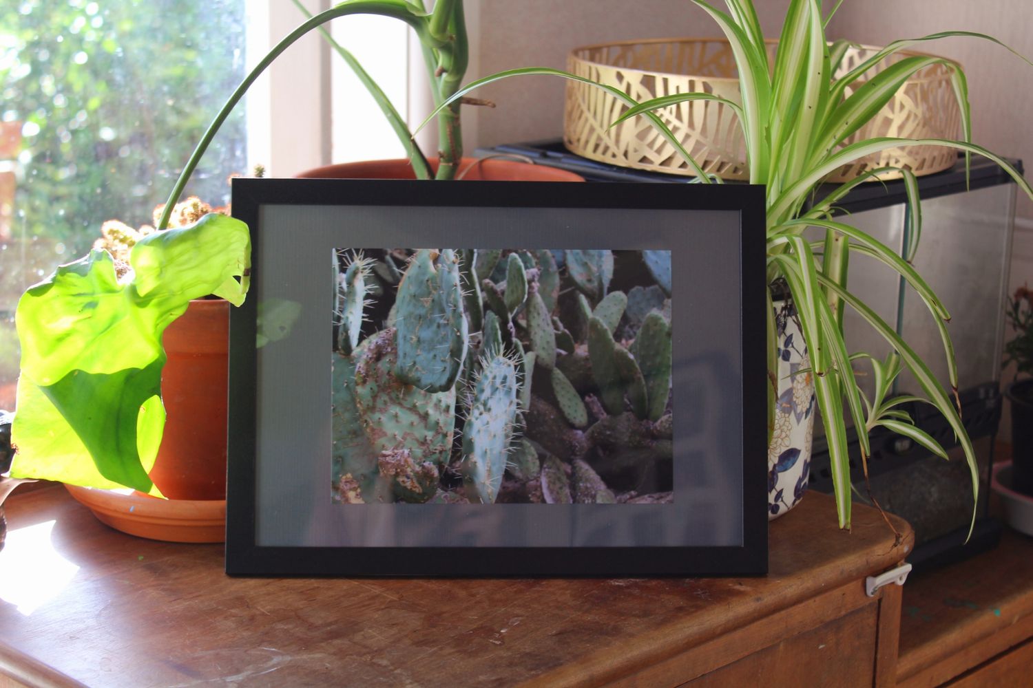 Prickly Pear Cactus | Opuntia ficus-indica Framed A5 Photography Print