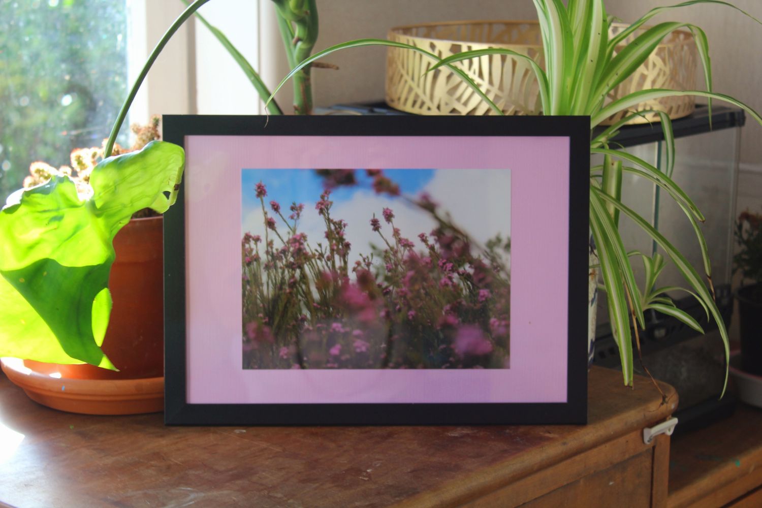 Breath of Heaven | Coleonema Pulchellum Framed A5 Photography Print