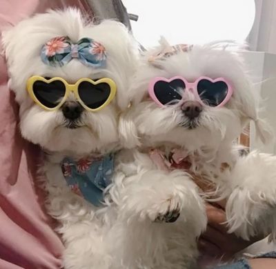 Paw-some Valentine Glasses for Pets