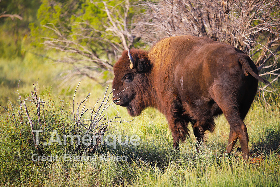 PHOTO D&#39;UN BISON AU TEXAS, BISON TEXAS: TIRAGE 30X40 SUR PAPIER MAT STYLE AFFICHE