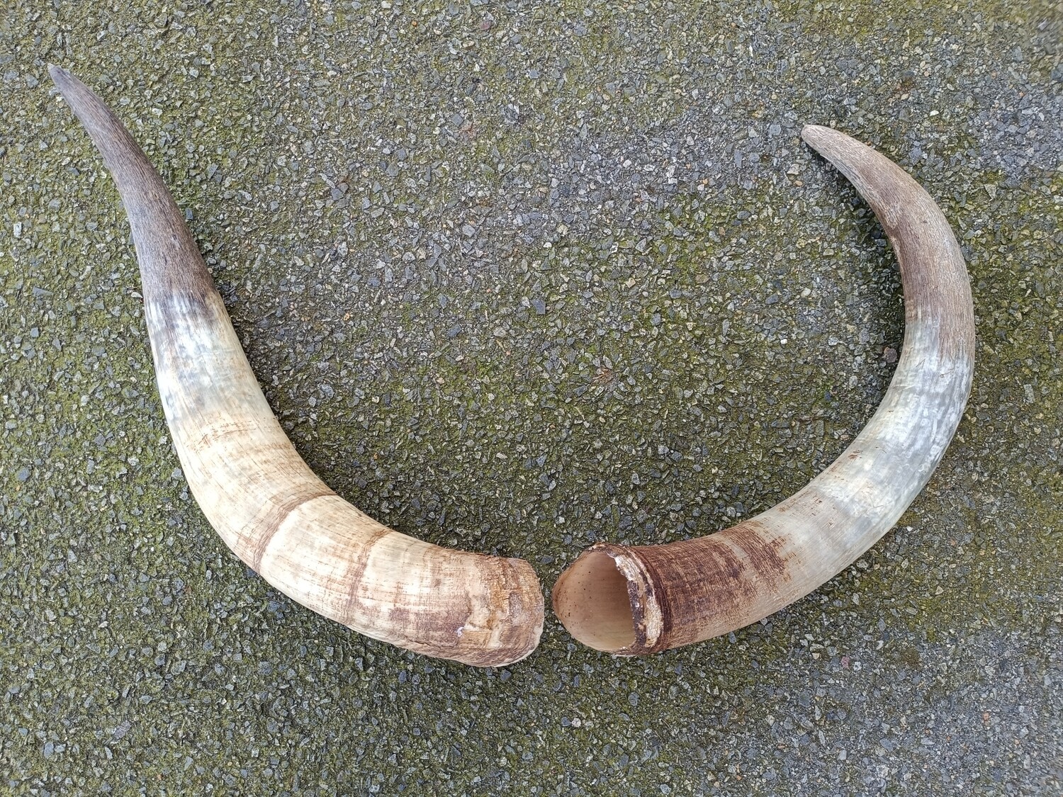 LES 2 LONGHORNS AUTHENTIQUES
