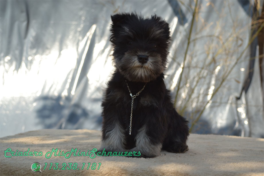 Cachorro 50 días, Macho Negro &amp; Plata