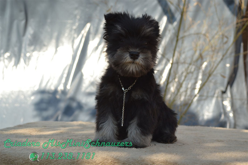 Cachorro 50 días, hembra Negro &amp; Plata