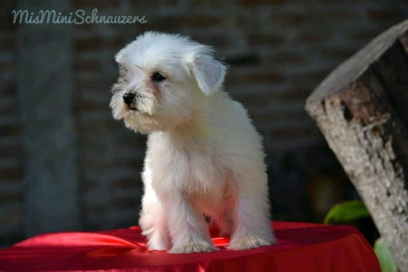 Cachorro Schnauzer Miniatura Blanco Macho Hijo Connor The BesCan