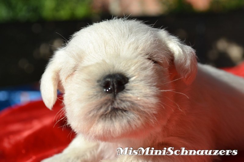 Cachorro Schnauzer Blanco Hembrita Hija de Connor The BesCan