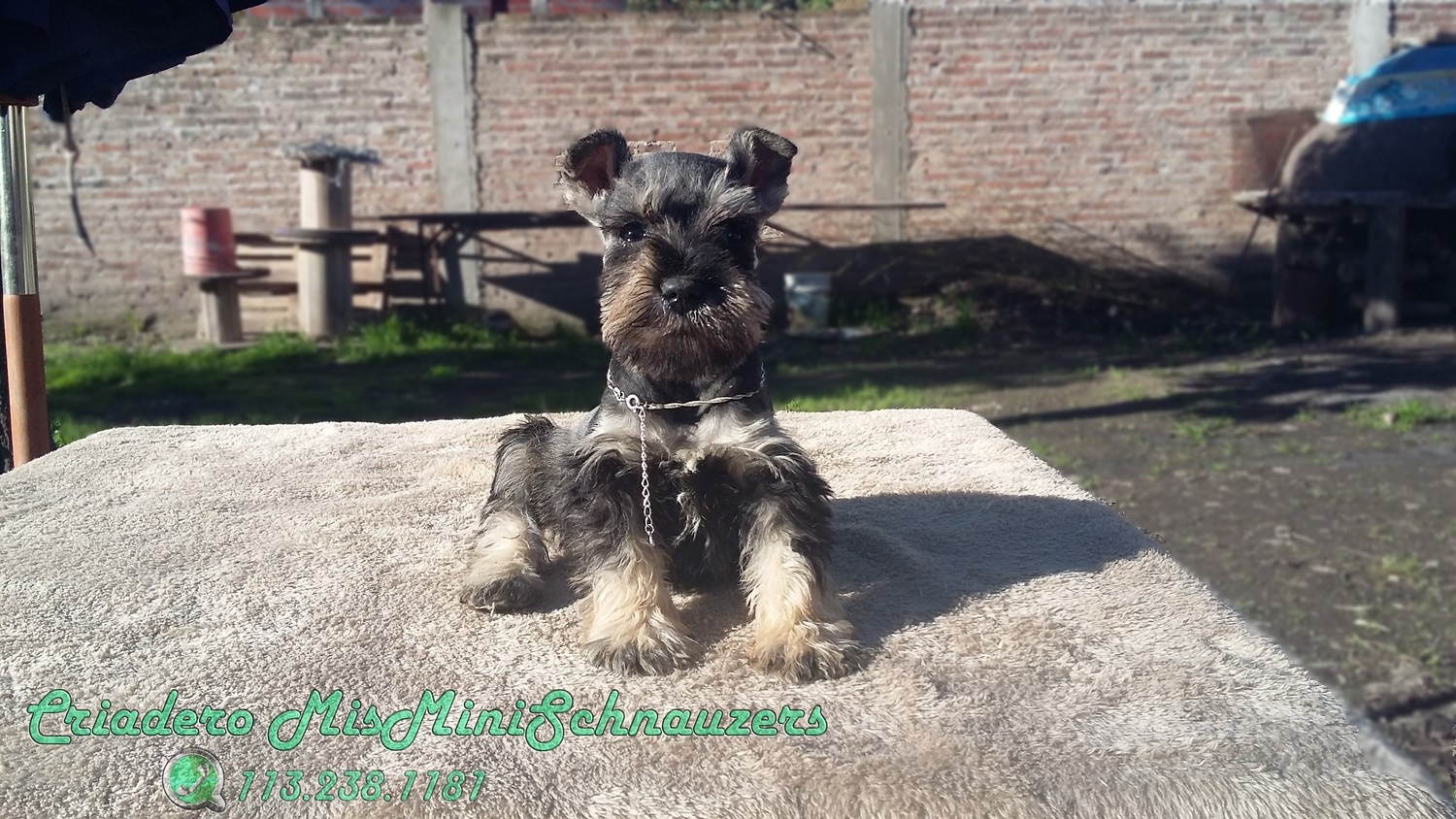 Cachorro 50 días Macho Sal &amp; Pimienta