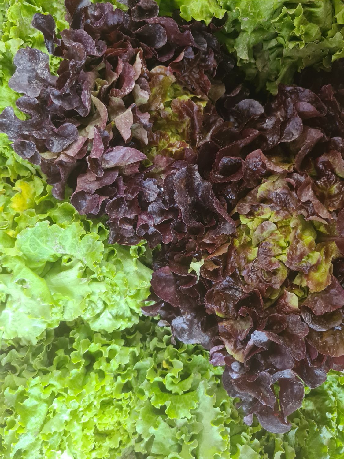 Salade