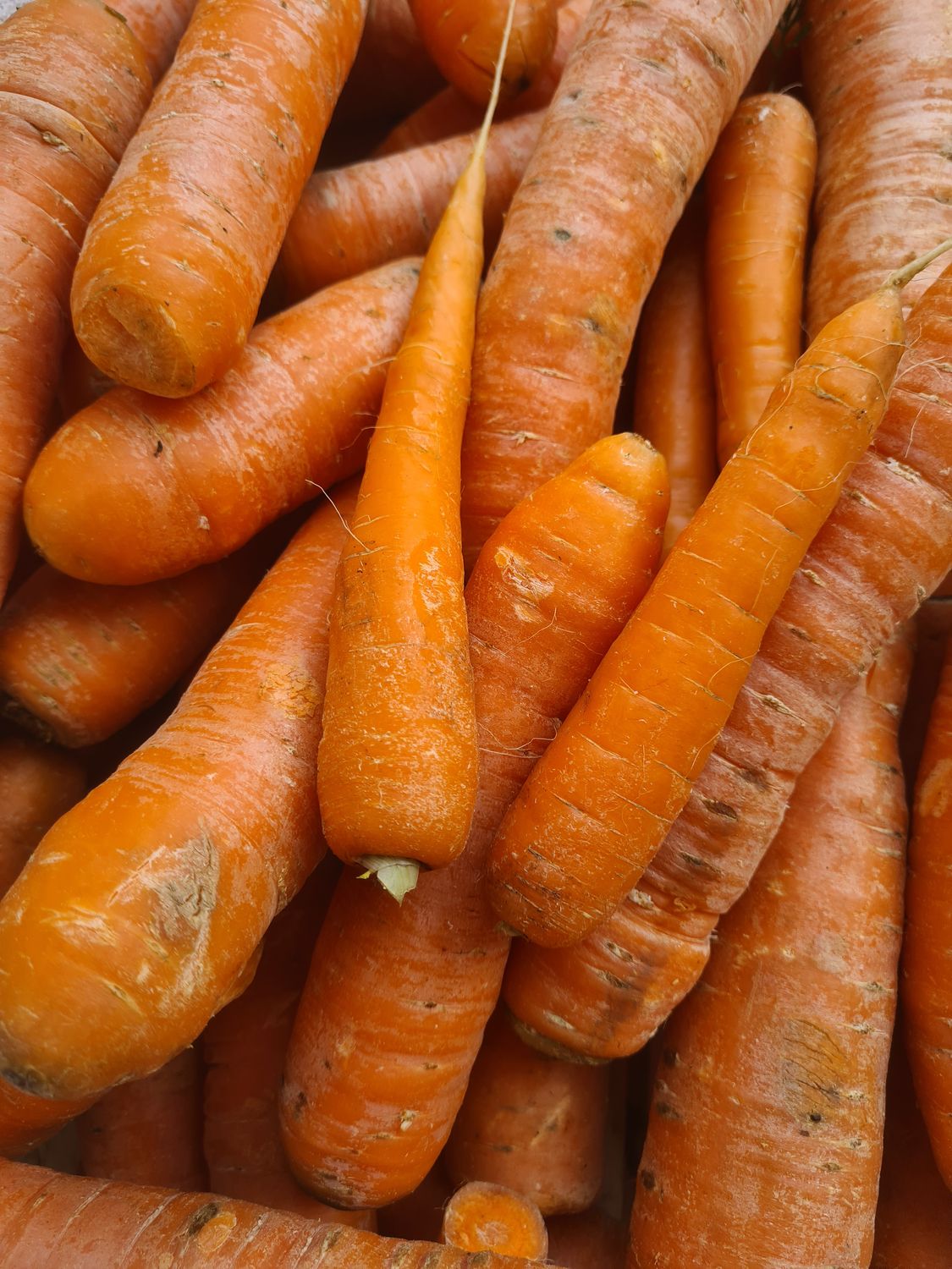 Carottes