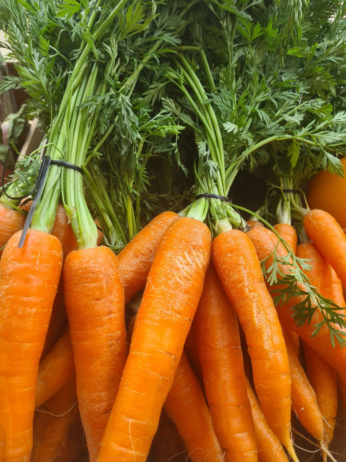 Carottes botte