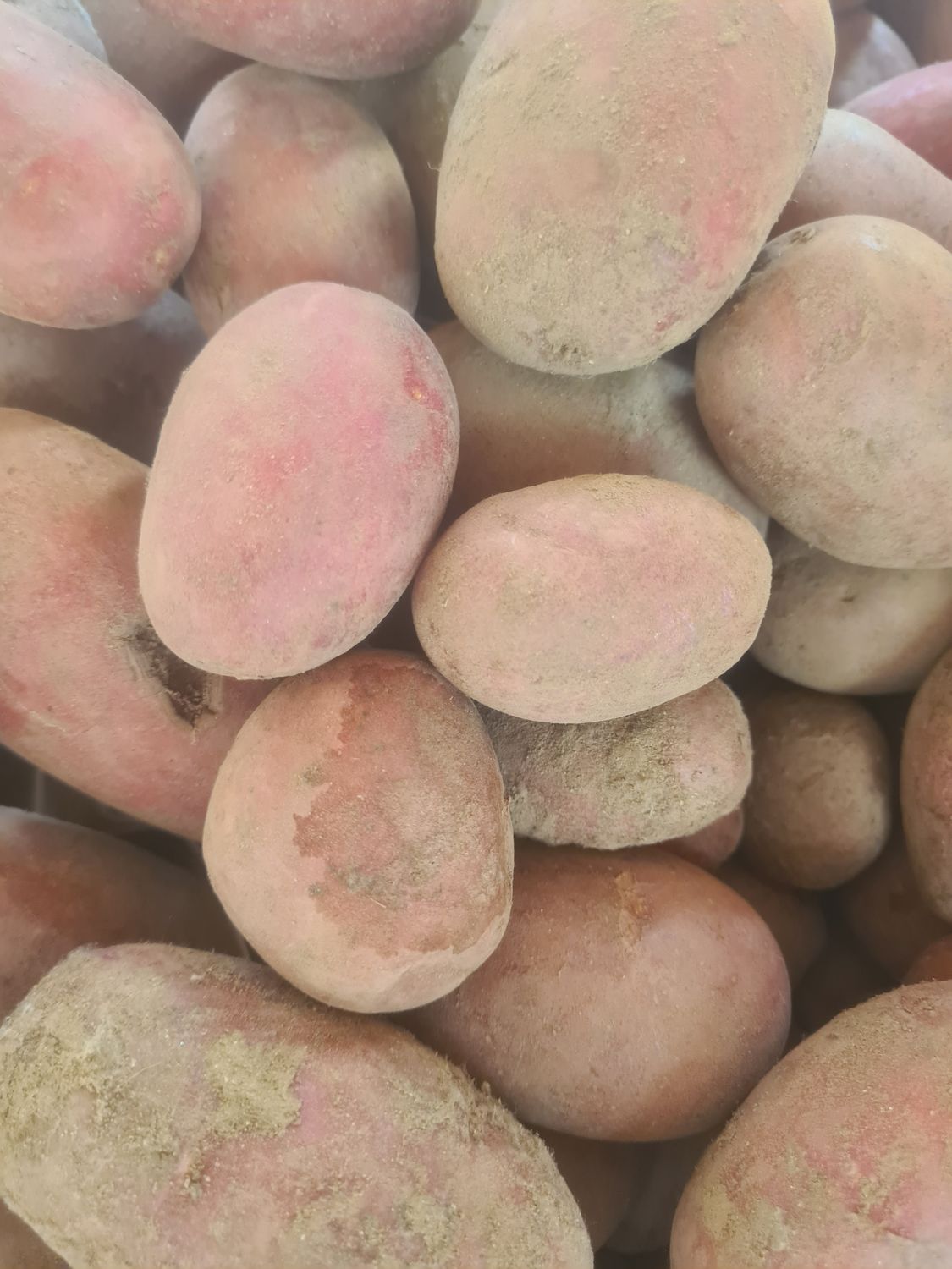 Pommes de terre nouvelles rouges