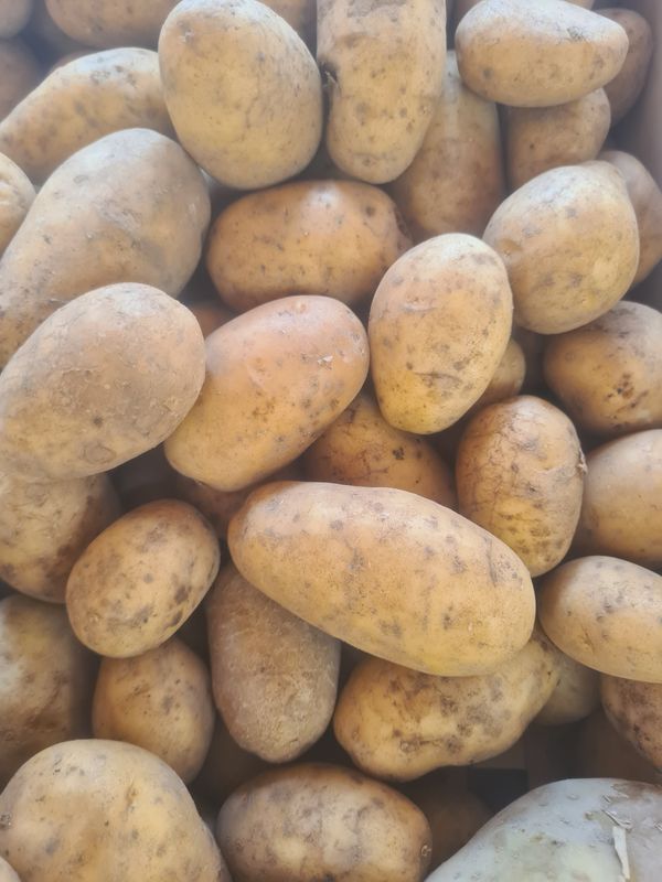 Pommes de terre Bintje